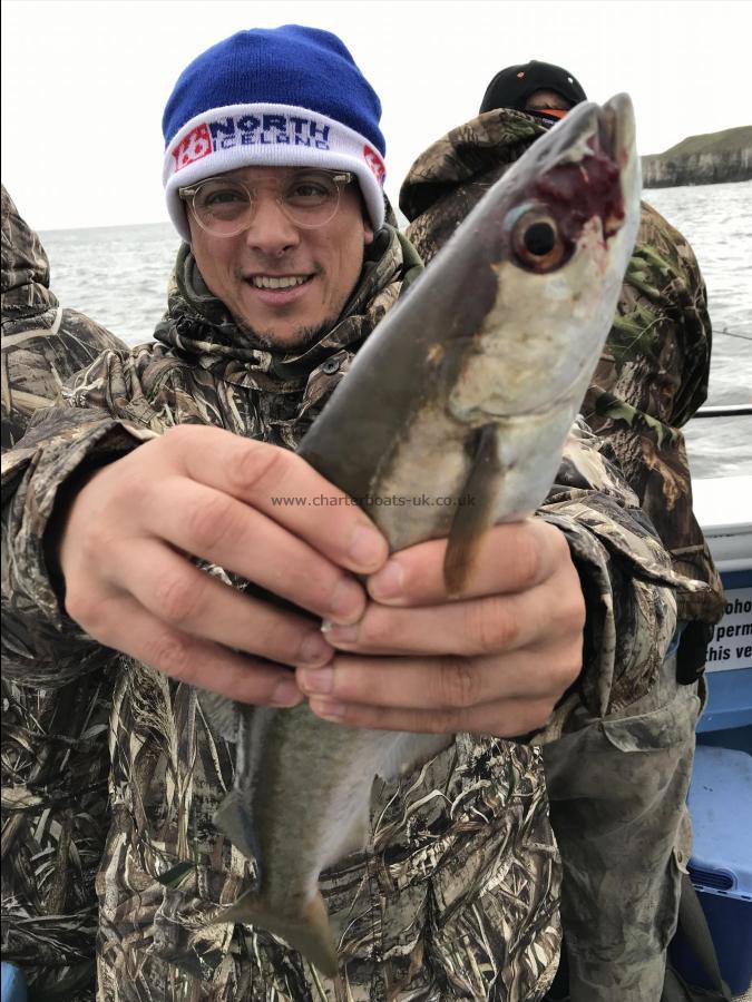 3 lb Pollock by Sunny with a nice pollock