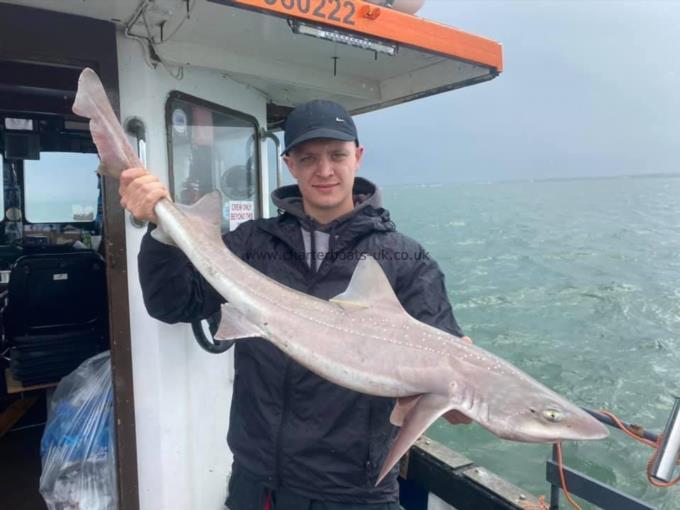 13 lb Smooth-hound (Common) by Unknown