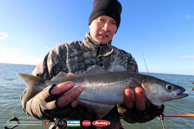 2 lb Coalfish (Coley/Saithe) by Dave