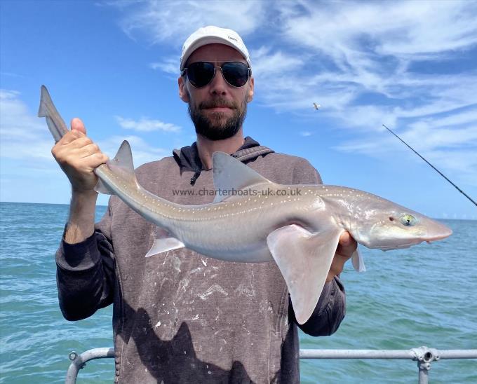 7 lb Smooth-hound (Common) by Unknown