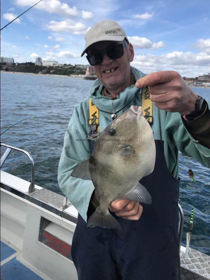 2 lb 7 oz Trigger Fish by Unknown