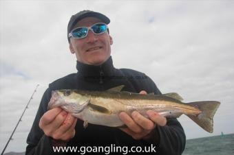 1 lb 8 oz Pollock by Mr Charlton