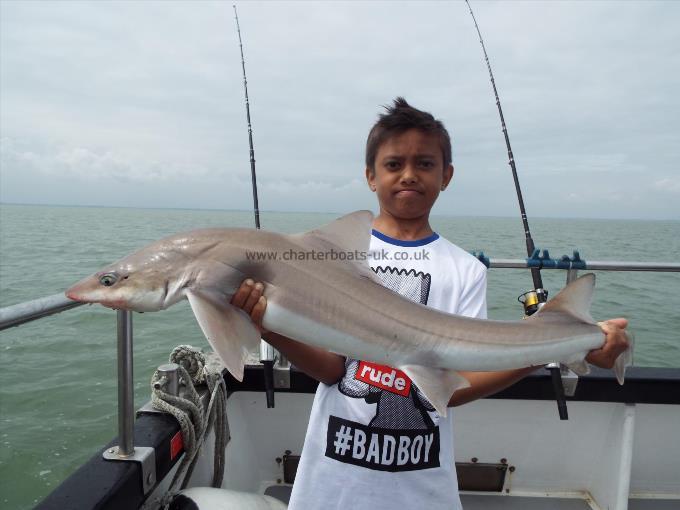 2 oz Smooth-hound by Unknown