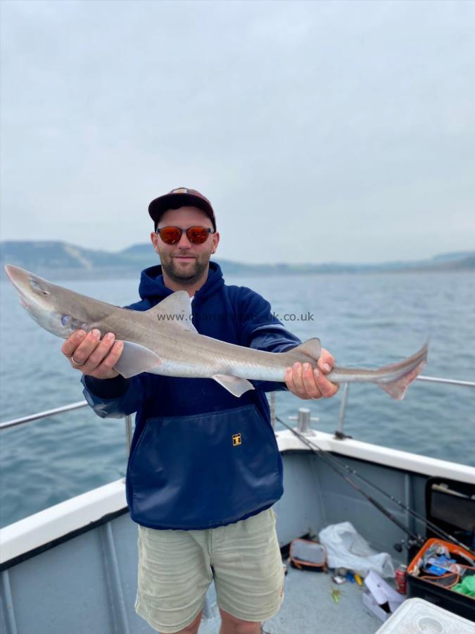 6 lb Starry Smooth-hound by Charliee