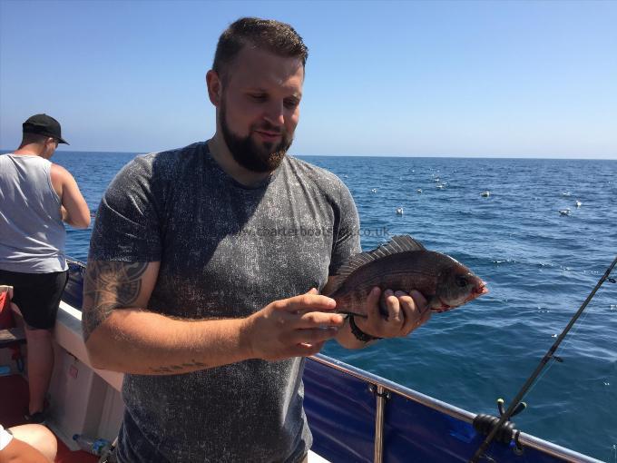 2 lb Black Sea Bream by Ryan Eames