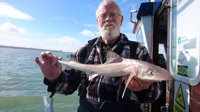 3 lb Smooth-hound (Common) by John from Kent