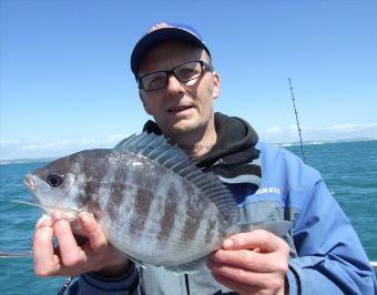 2 lb 2 oz Black Sea Bream by Steve Clark