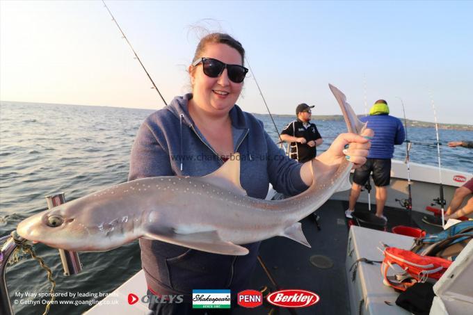 10 lb Starry Smooth-hound by C.laire