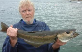 8 lb 4 oz Pollock by stewart walker