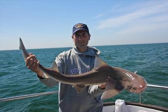 14 lb Starry Smooth-hound by Phil
