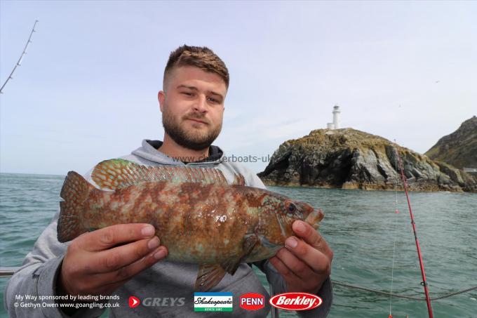 2 lb Ballan Wrasse by Aran