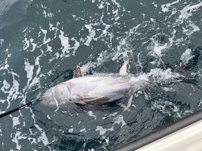 400 lb Bluefin Tuna by Clancy