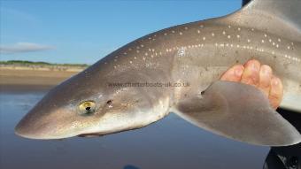 3 lb 9 oz Starry Smooth-hound by Unknown