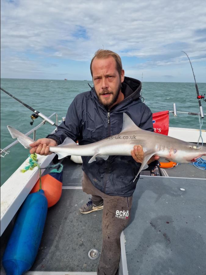 8 lb Starry Smooth-hound by Andrew