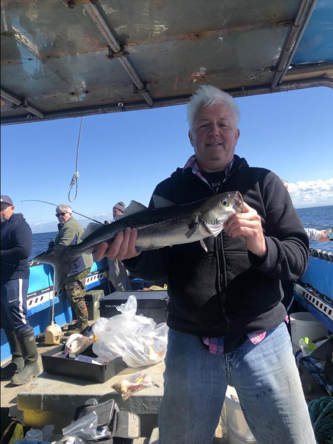 4 lb Coalfish (Coley/Saithe) by Unknown