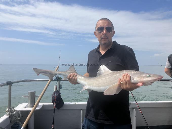 15 lb Smooth-hound by Unknown