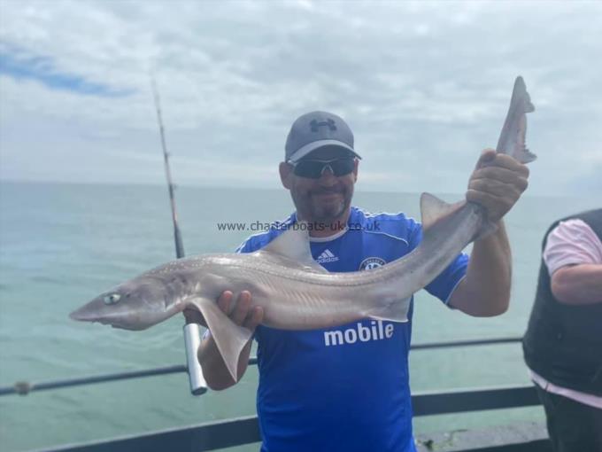 9 lb Starry Smooth-hound by Unknown