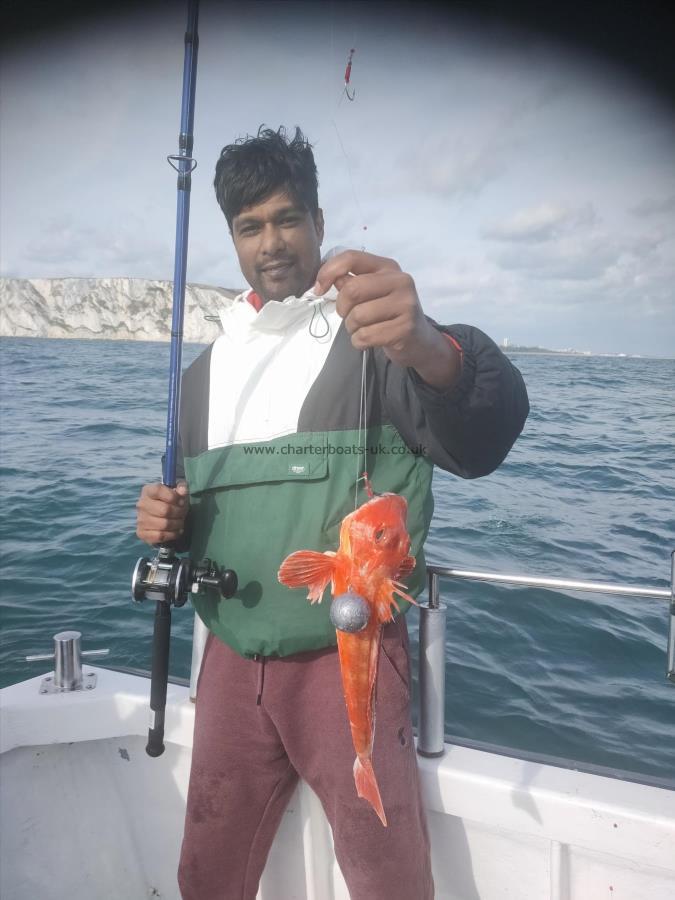 2 lb Red Gurnard by Unknown