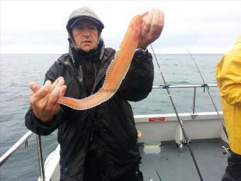 2 lb Grey Gurnard by Unknown