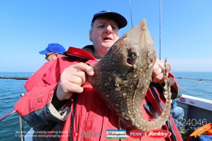 6 lb Thornback Ray by Doyley