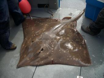 174 lb Common Skate by Trevor Eidsforth