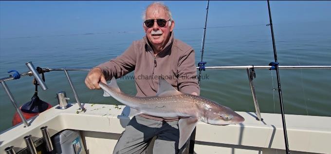 6 lb Starry Smooth-hound by Joe