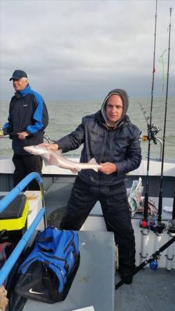 4 lb 6 oz Smooth-hound by Unknown
