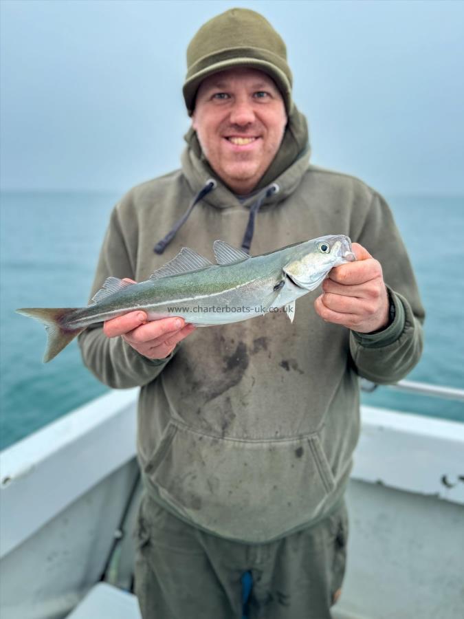 1 lb 6 oz Coalfish (Coley/Saithe) by Sean Moran