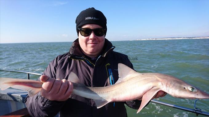 4 lb 8 oz Starry Smooth-hound by Paul from Sussex