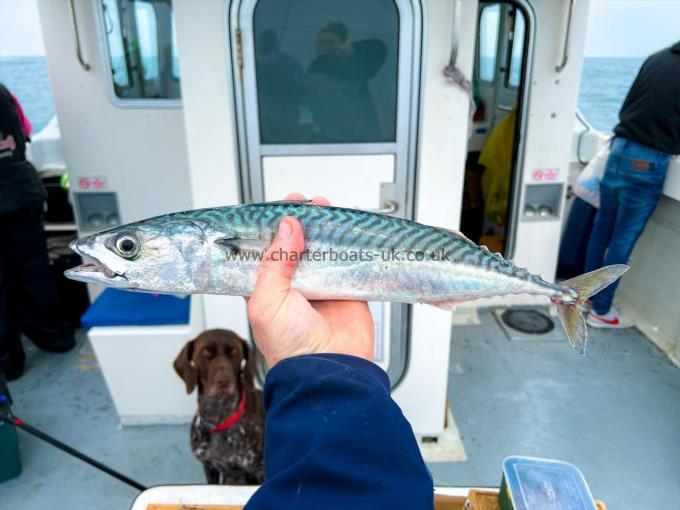 1 lb 3 oz Mackerel by 42cm long spring mackerel