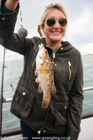 1 lb 8 oz Ballan Wrasse by Tina