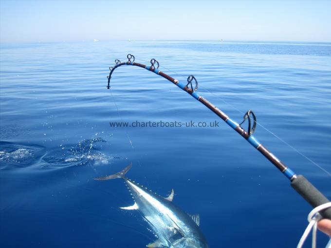300 lb Bluefin Tuna by Unknown