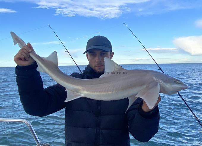 10 lb Smooth-hound (Common) by Unknown