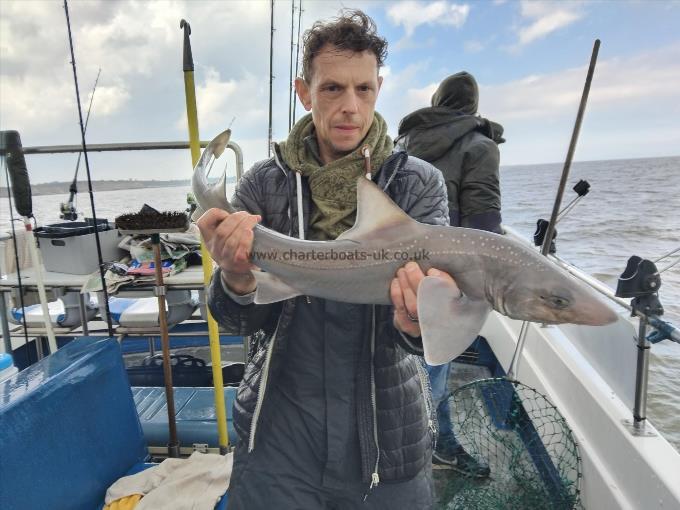 4 lb Starry Smooth-hound by Chris Thompson