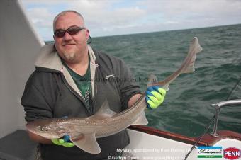 6 lb Starry Smooth-hound by Andrew