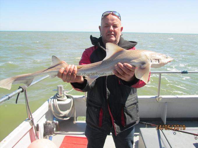 9 lb Smooth-hound (Common) by Unknown