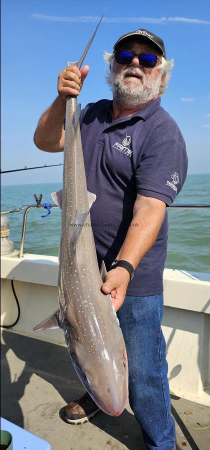 16 lb Starry Smooth-hound by Dave