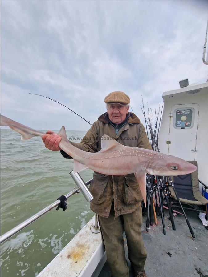 11 lb Smooth-hound (Common) by Clive Lord of the Manor