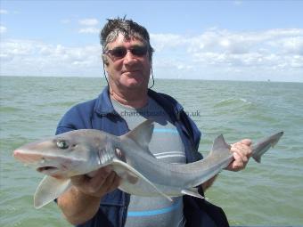 10 lb 8 oz Smooth-hound (Common) by nick