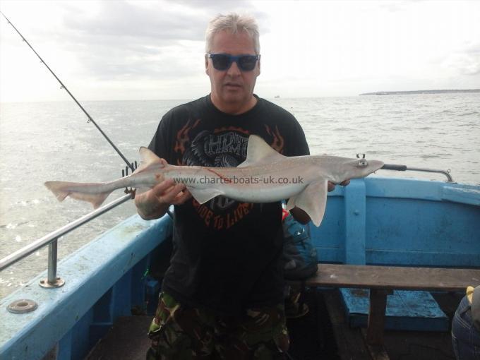 7 lb Starry Smooth-hound by Unknown