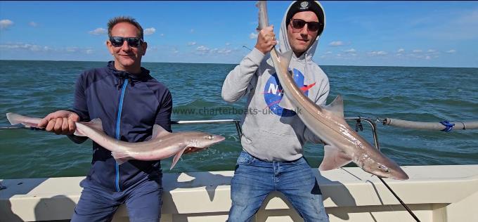 6 lb Starry Smooth-hound by Unknown