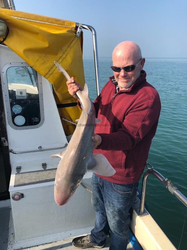 10 lb Starry Smooth-hound by Unknown