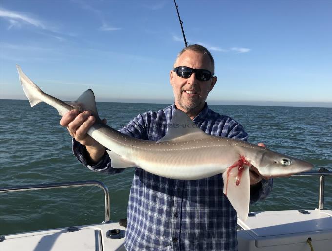 7 lb Smooth-hound (Common) by Unknown