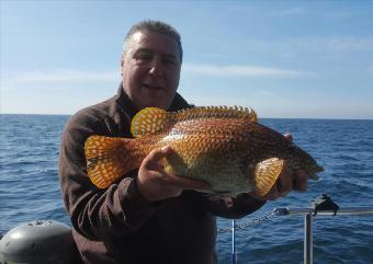 4 lb Rainbow Wrasse by Martin Shambrook