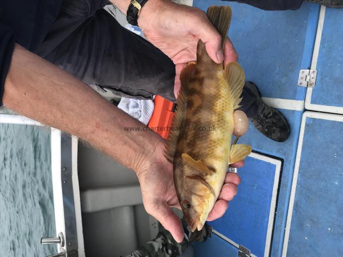 1 lb Ballan Wrasse by Unknown