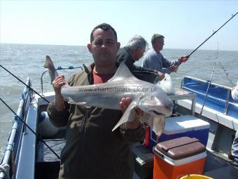 14 lb Smooth-hound (Common) by Unknown