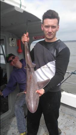 12 lb 8 oz Starry Smooth-hound by Lewis