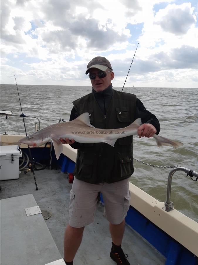 2 oz Starry Smooth-hound by Unknown