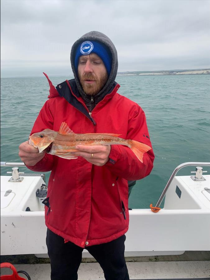 2 lb Tub Gurnard by James Pendlington