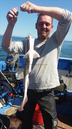1 lb 9 oz Lesser Spotted Dogfish by Unknown